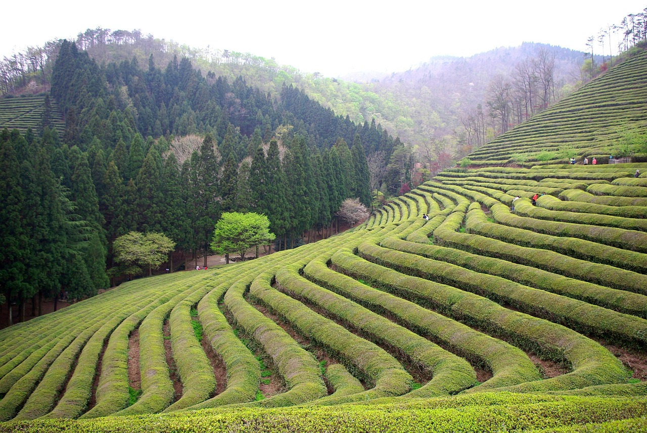 口臭を防ぐための緑茶の効果とは？
