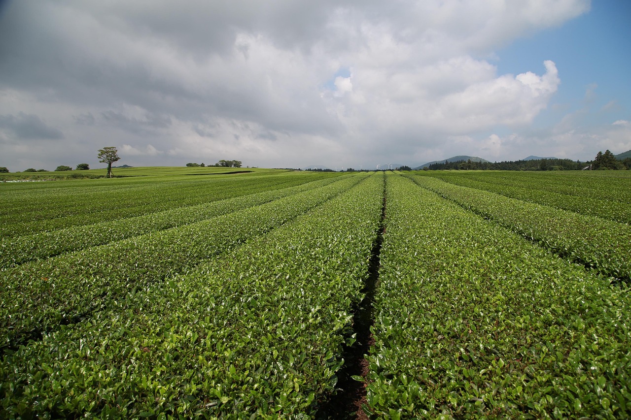 緑茶が口臭を改善する効果とは？