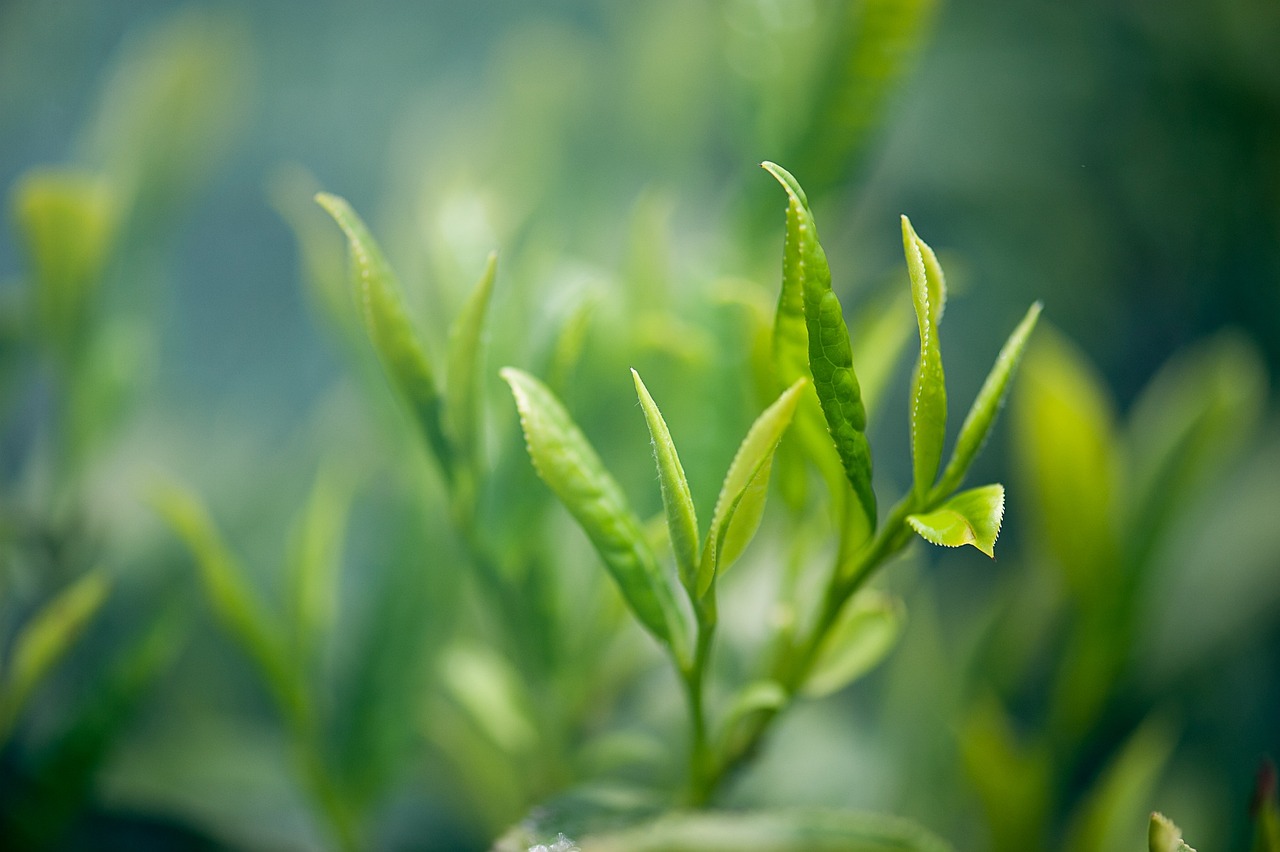 緑茶が口臭対策に効果的な理由とは？