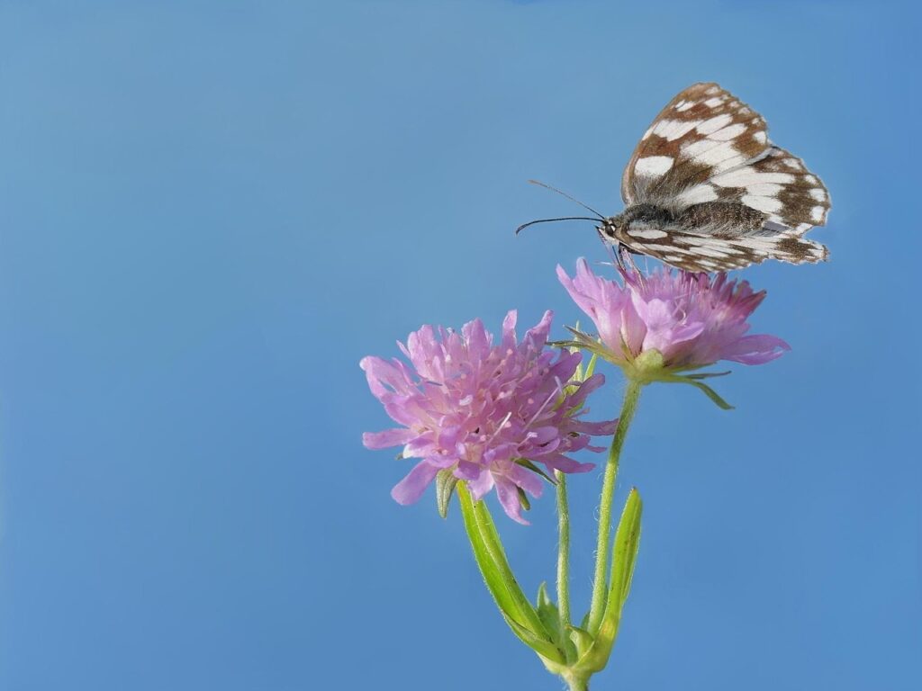 口臭チェッカーを使った高齢者向け家庭用の精度はどれくらい？